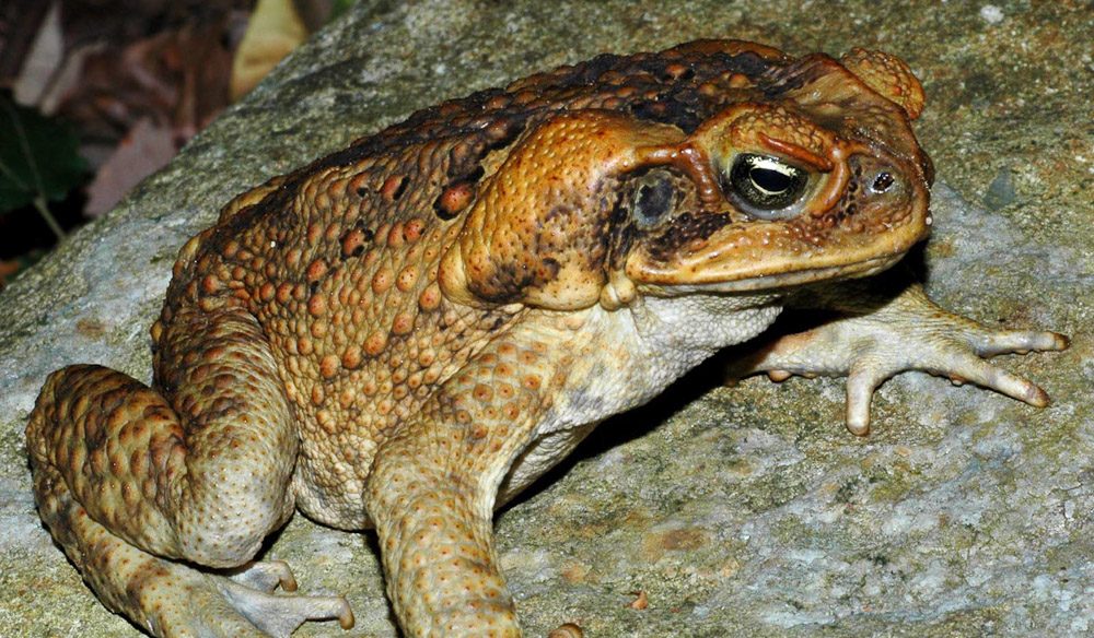The Cane Toad