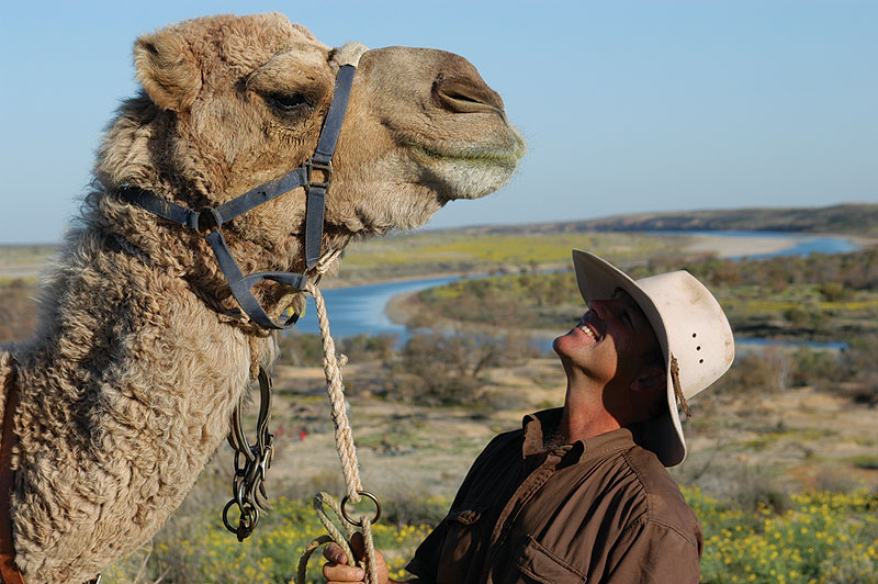 camel company