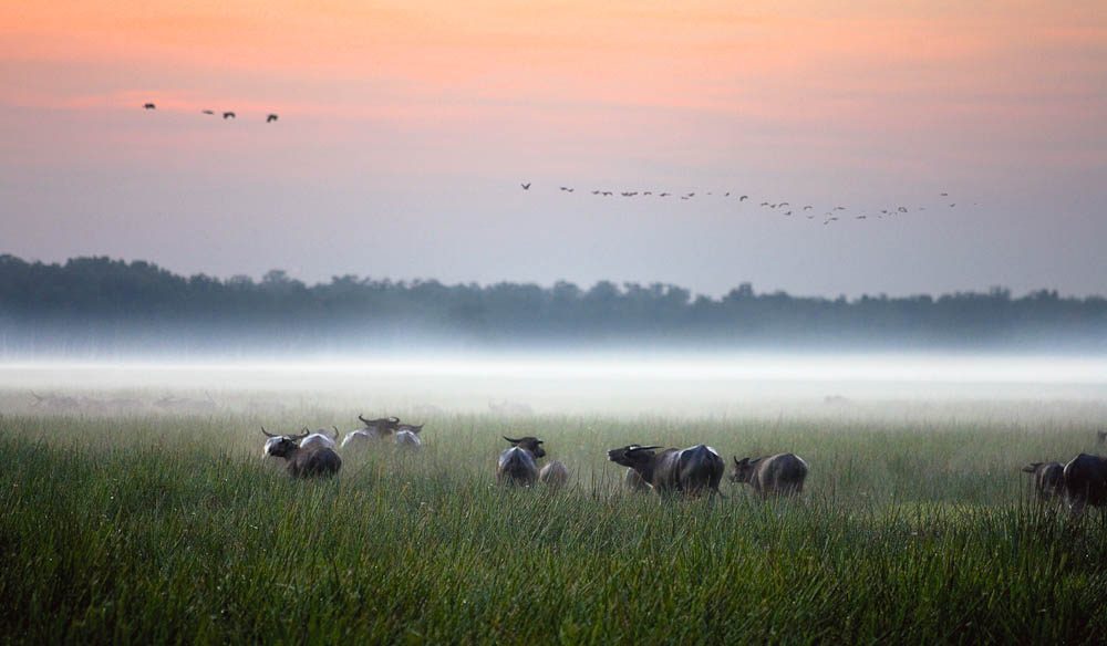 100 Best Views In Australia #16 Bamurru Plains, NT | Australian Traveller